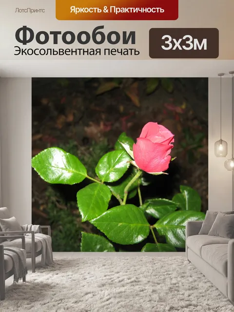 Фотообои Красный бутон розы
