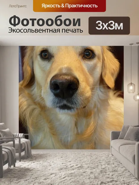Фотообои Золотистый ретривер