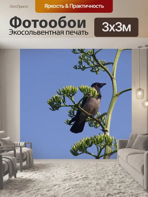 Фотообои Индийская птица майна в солнечном освеще