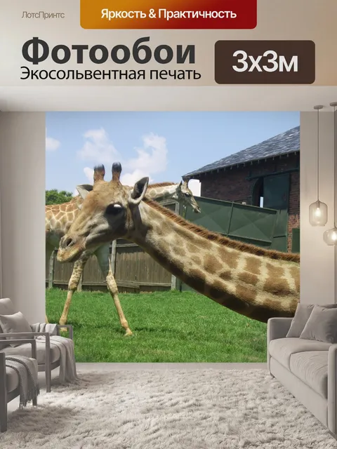 Фотообои Два жирафы