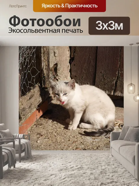 Фотообои Кот