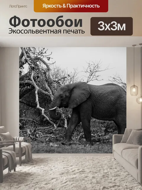 Фотообои Слон
