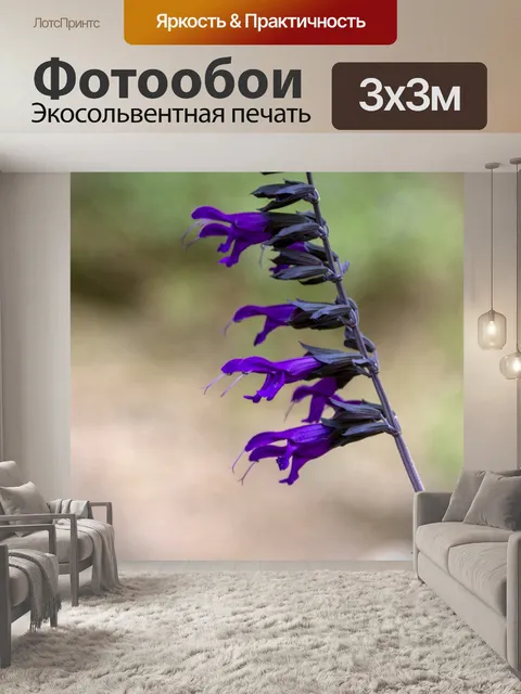 Фотообои шалфей мучнистый