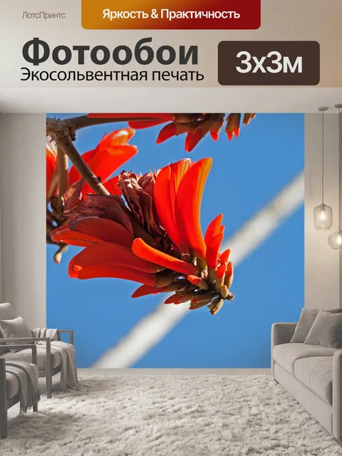 Фотообои Ярко-красный цветок кораллового дерева