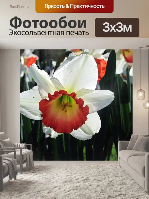 Фотообои Нарцисс