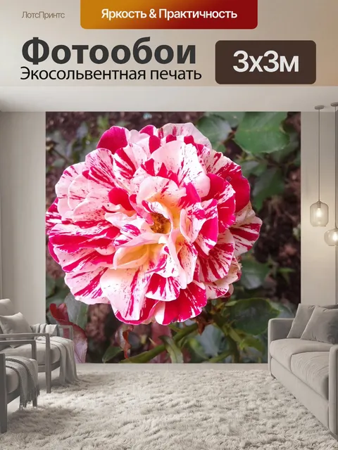 Фотообои Розы