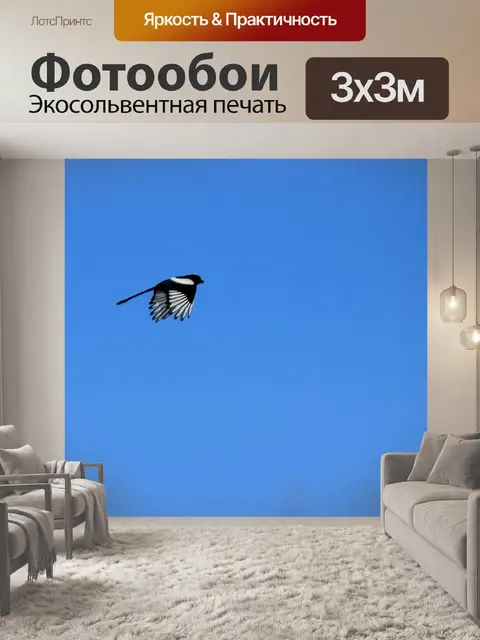 Фотообои Сорока