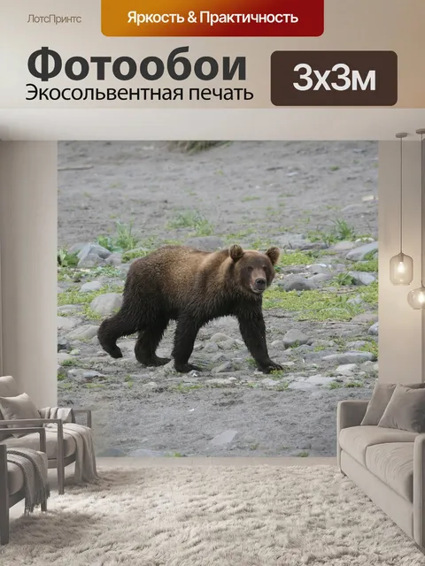 Фотообои Бурый медведь