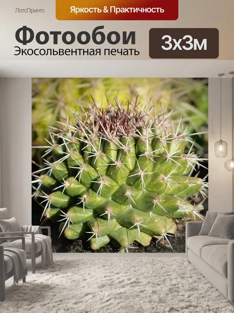 Фотообои Кактус