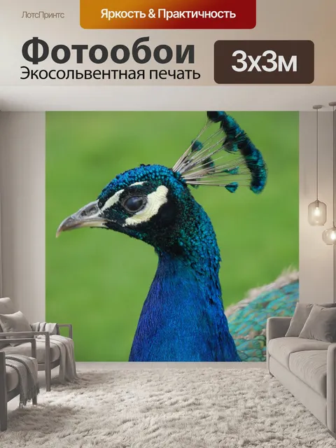 Фотообои Павлин