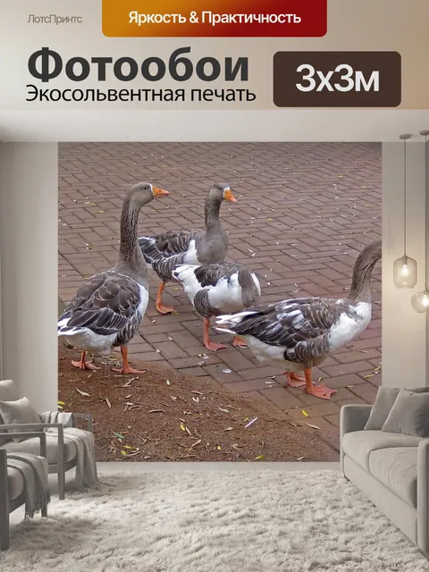 Фотообои серые и белые гуси на асфальте