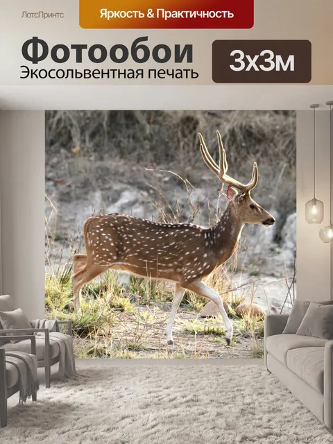 Фотообои Пятнистые олени Индии