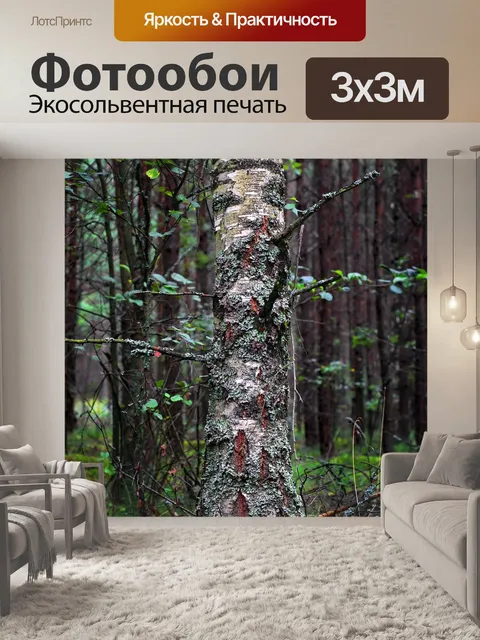 Фотообои Берёза