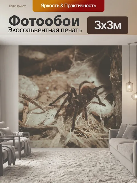 Фотообои тарантул