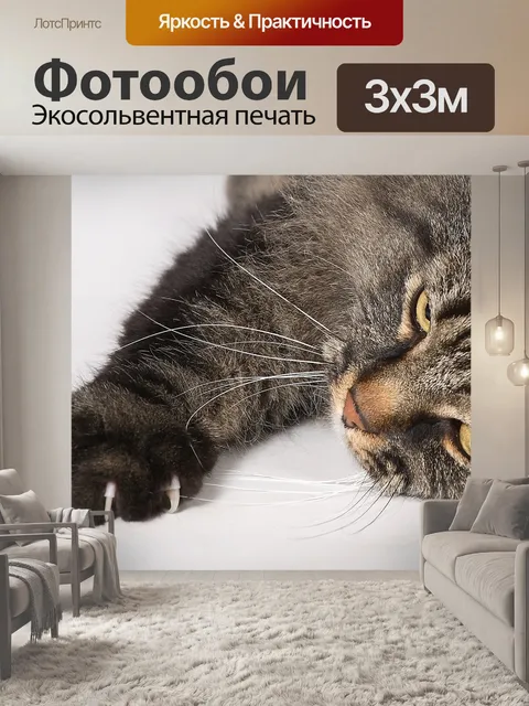 Фотообои Кот