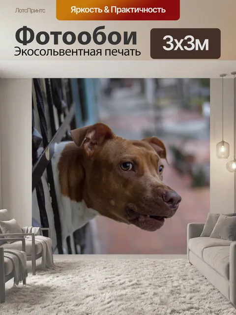 Фотообои Собака
