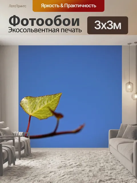 Фотообои молодой лист плюща против голубого неба