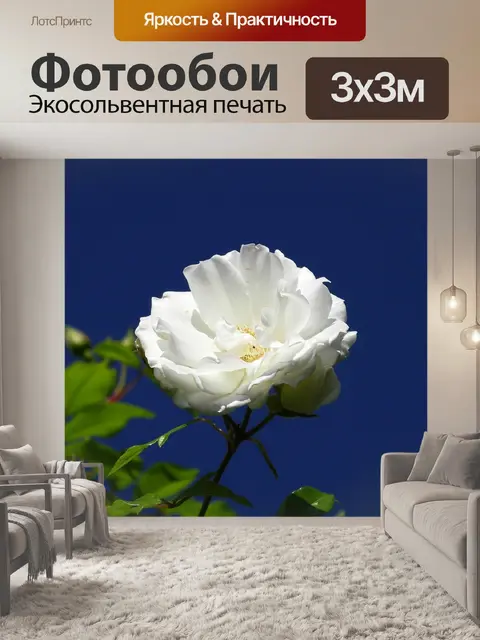 Фотообои Розы цветы