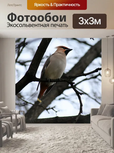 Фотообои Птица