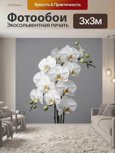 Фотообои Белые орхидеи на сером фоне