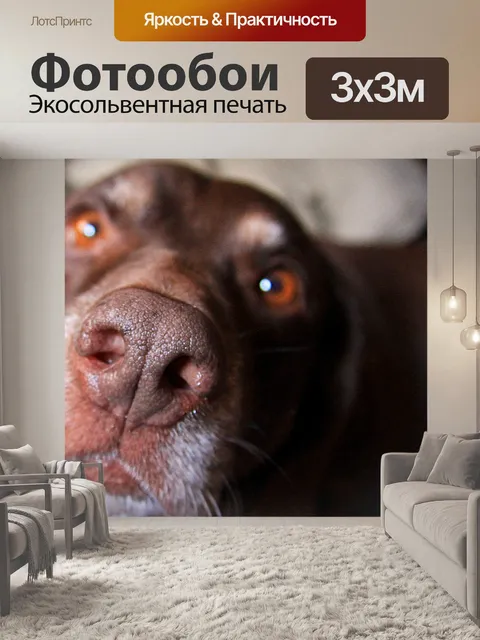 Фотообои Собака нос