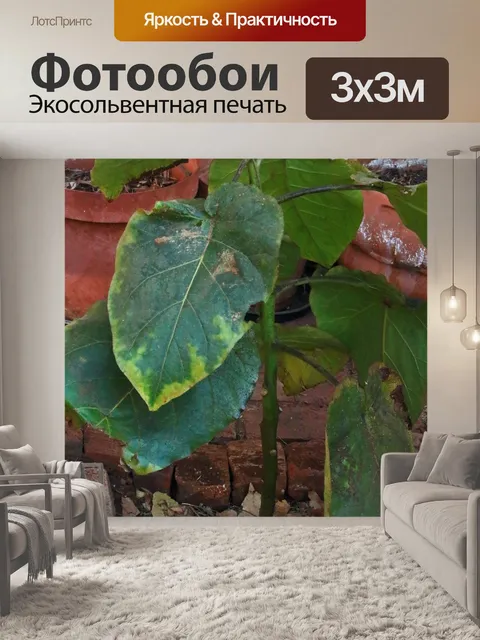 Фотообои молодое дерево томатное дерево