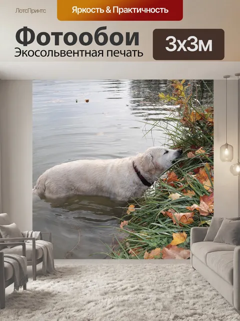 Фотообои Собака