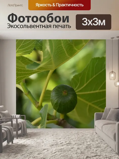 Фотообои Инжир