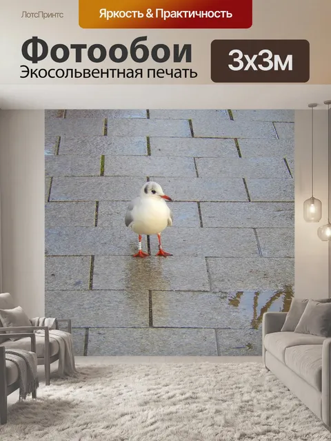 Фотообои Чайка