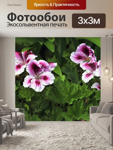Фотообои Розовый, фиолетовый и белый Герани