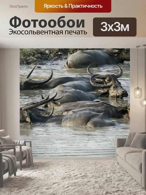 Фотообои Буйвол