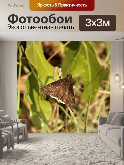 Фотообои Коричневый шкипер