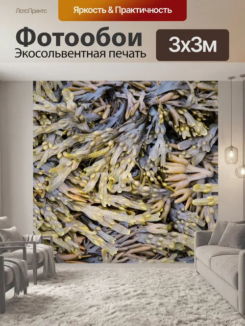 Фотообои Водоросли