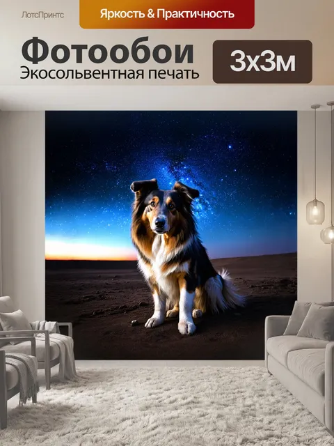 Фотообои красивая колли, наблюдающая за звездным небом на пустынной местности