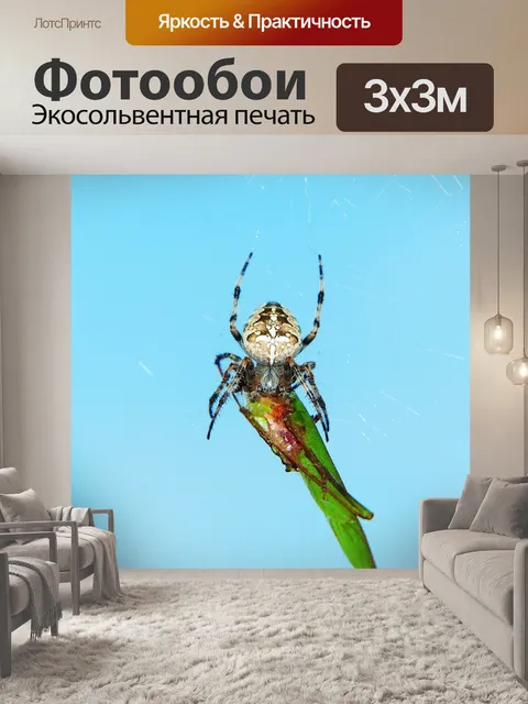 Фотообои Крестоносец садовый