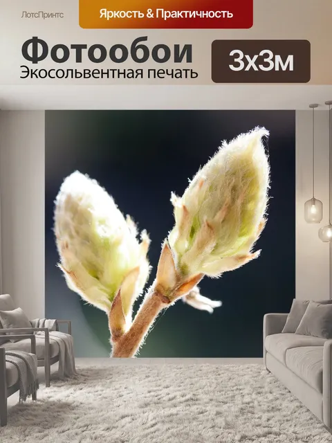 Фотообои Глициния