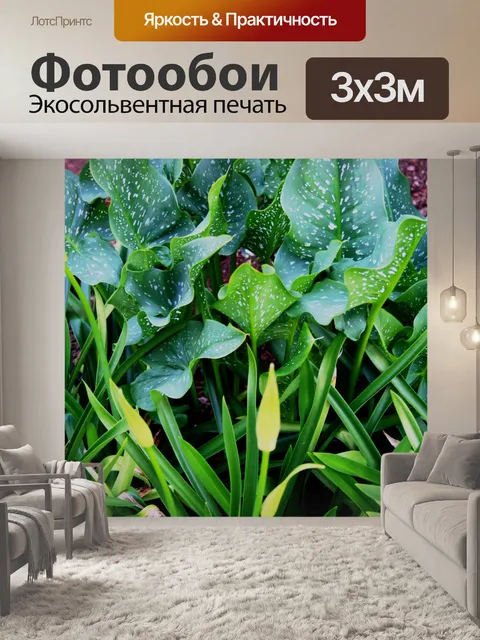 Фотообои Арум лилии