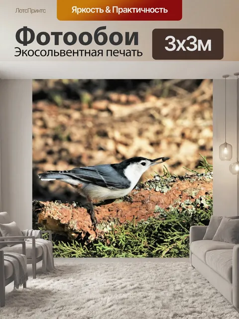 Фотообои Белогрудый поползень на кедре