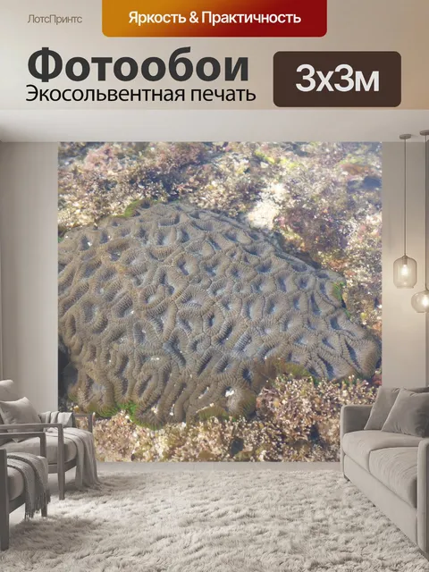 Фотообои Коралл