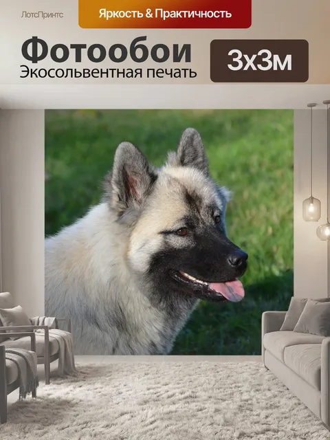 Фотообои Собака