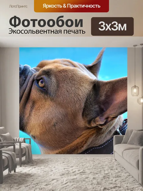 Фотообои Французский бульдог
