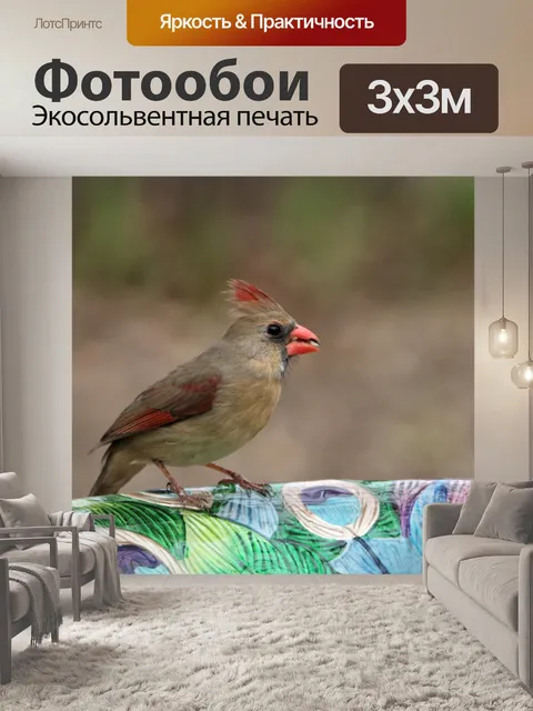 Фотообои Женский кардинал крупным планом 3