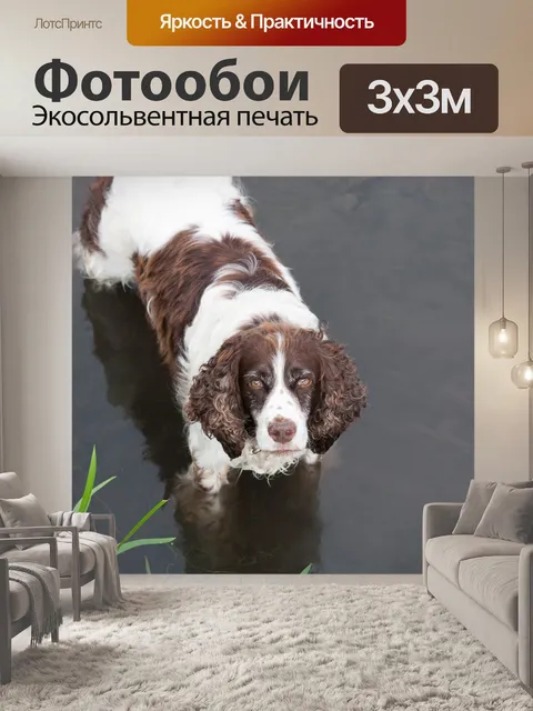 Фотообои Собака в воде