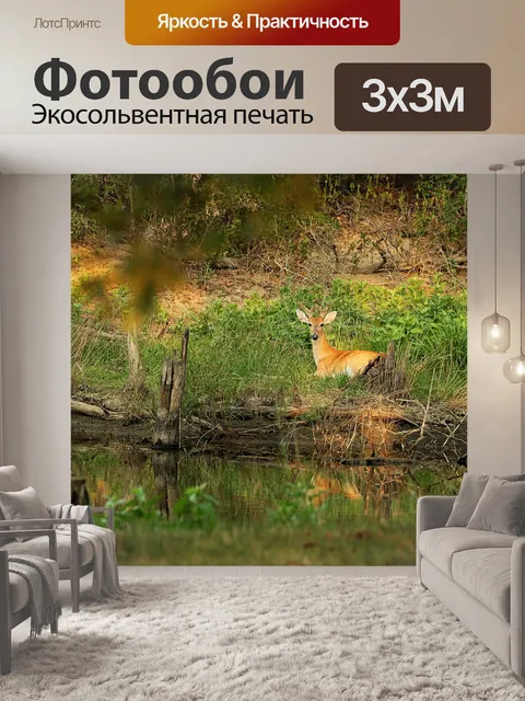 Фотообои Олень оленей белого хвоста у пруда