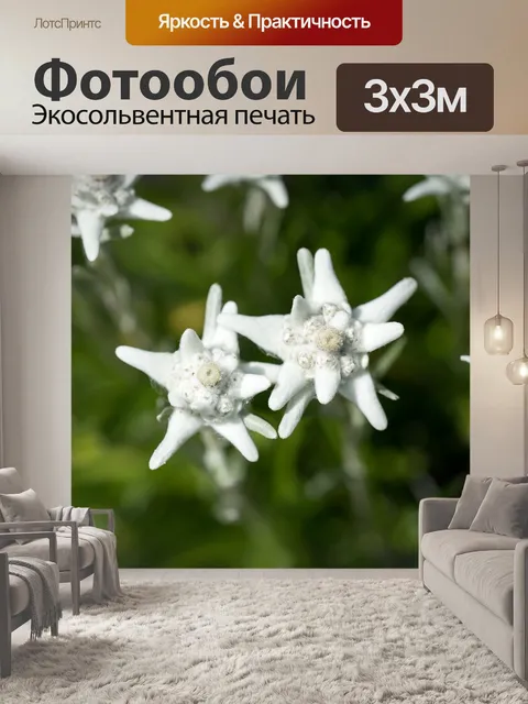 Фотообои Эдельвейс