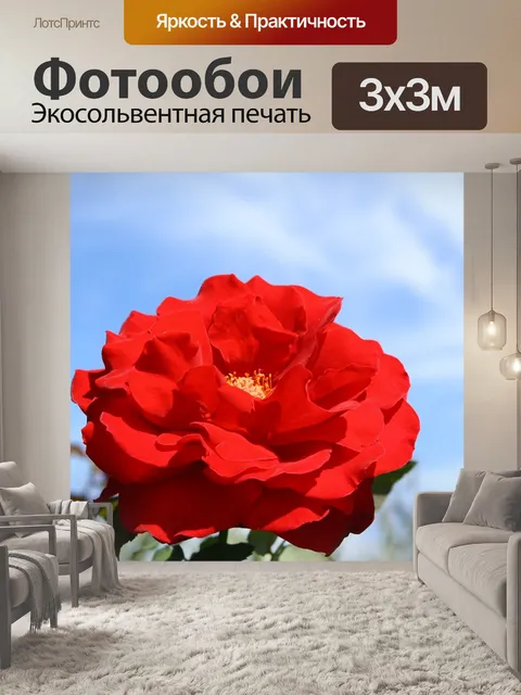 Фотообои Роза