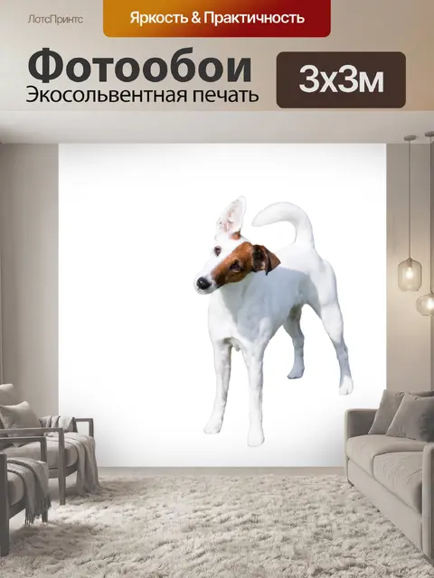 Фотообои Собака, изолированных белый фон