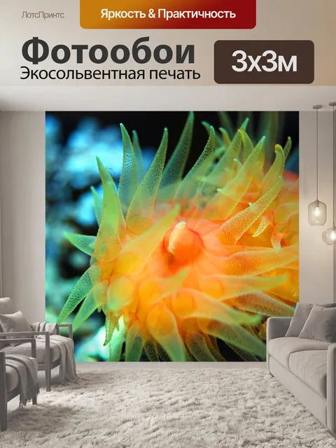 Фотообои Коралл