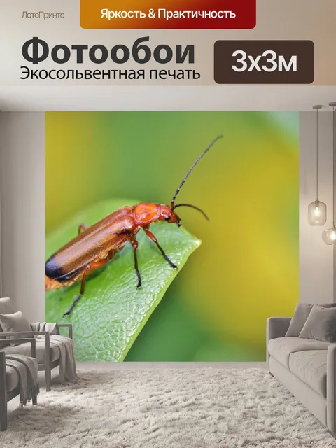 Фотообои Красный мягкий жук