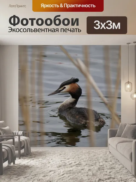Фотообои Большая хохлатая поганка